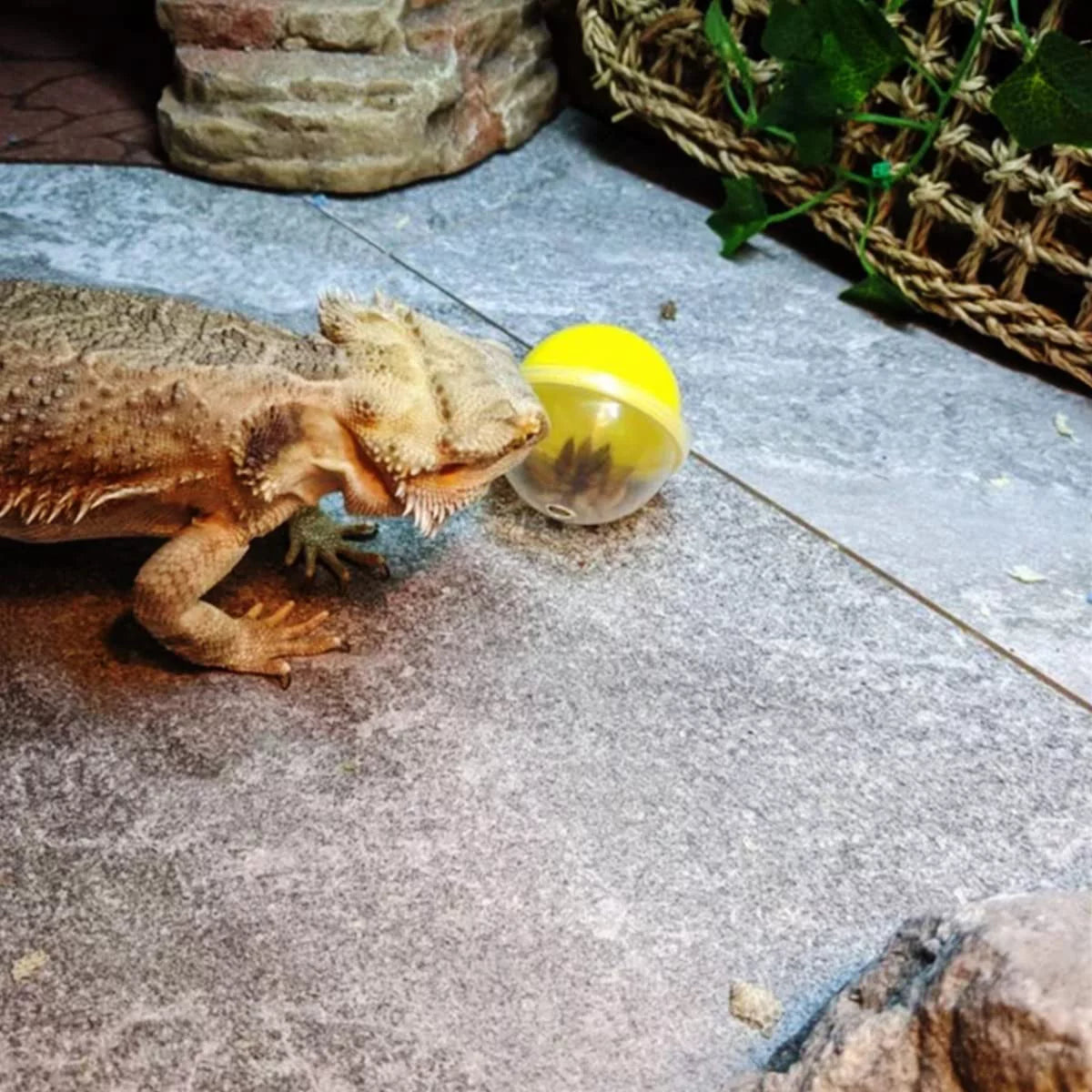 🐉✨ Elevate Playtime with Vehomy's 6Pcs Interactive Feeding Balls for Bearded Dragons & Lizards! Perfect for your scaly friends! 🦎💚 #ReptileToys #BeardedDragonFun