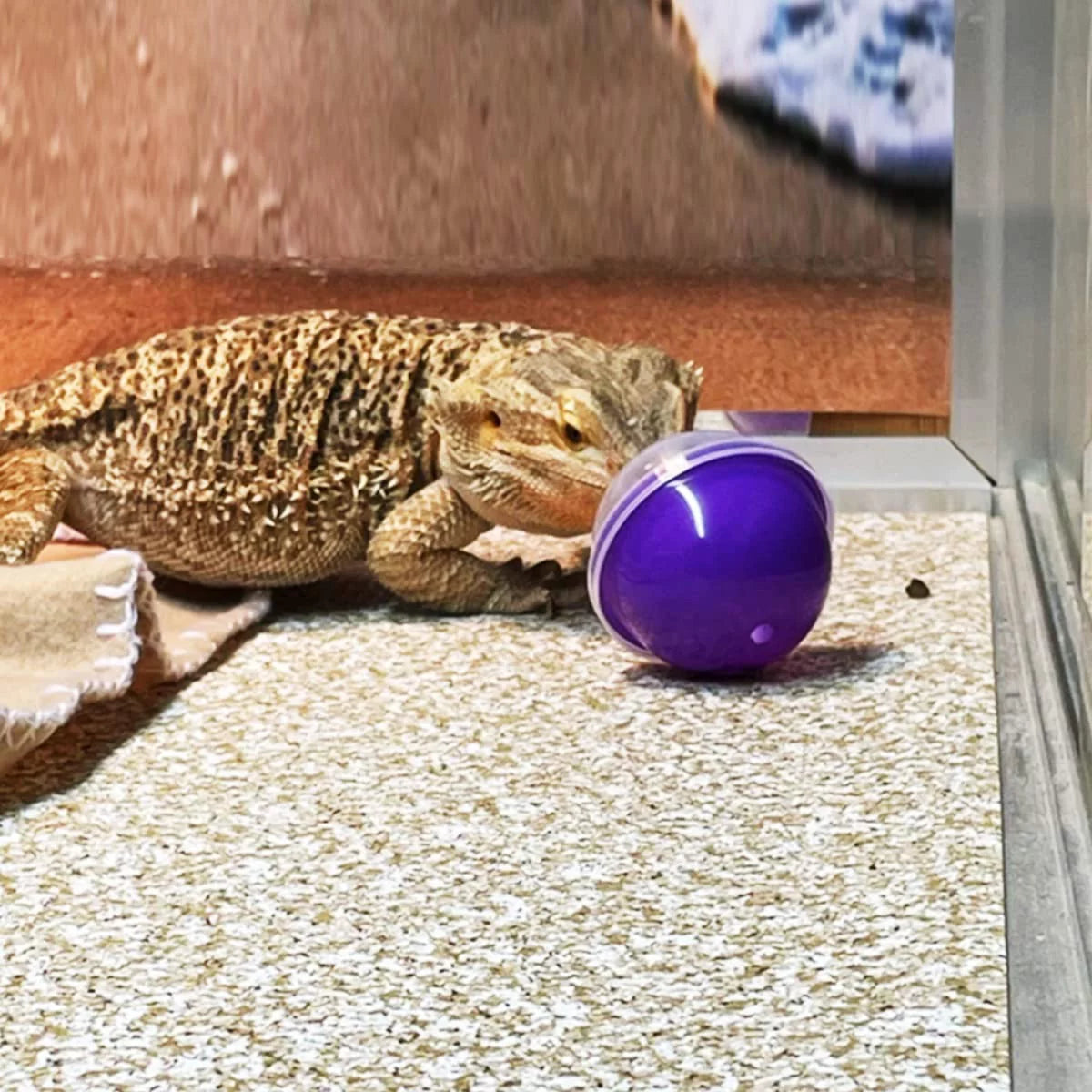 🐉✨ Elevate Playtime with Vehomy's 6Pcs Interactive Feeding Balls for Bearded Dragons & Lizards! Perfect for your scaly friends! 🦎💚 #ReptileToys #BeardedDragonFun