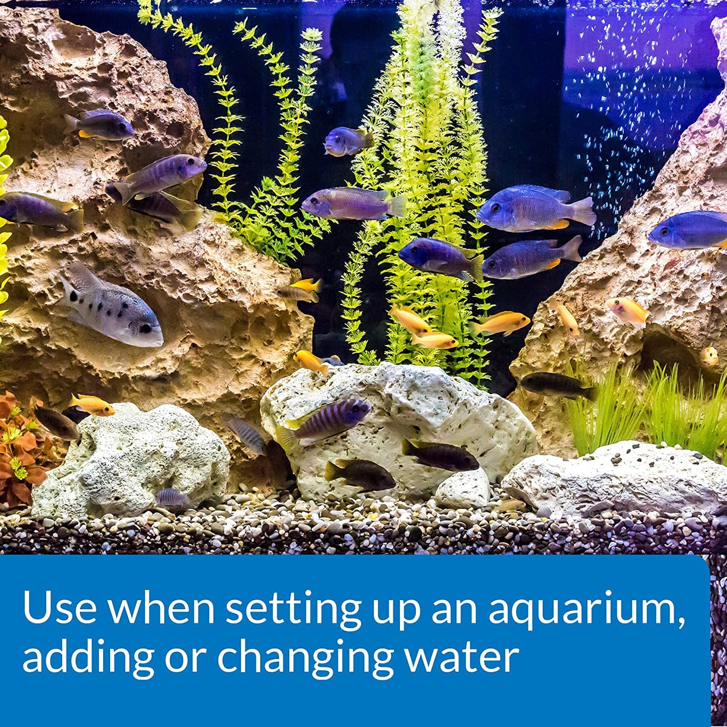 "Transform Your Aquarium with API Tap Water Conditioner – 1-Ounce Magic in a Bottle! 💧🐠 #AquariumCare #FishTankEssentials"