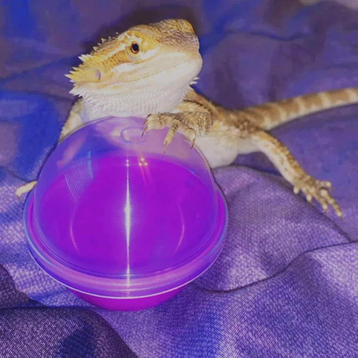 🐉✨ Elevate Playtime with Vehomy's 6Pcs Interactive Feeding Balls for Bearded Dragons & Lizards! Perfect for your scaly friends! 🦎💚 #ReptileToys #BeardedDragonFun