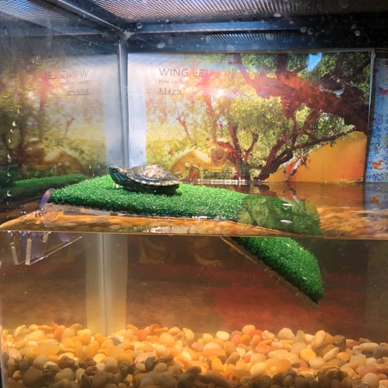 🌿🐢 Upgrade Your Turtle's Home with the Doublewood Lawn Turtle Basking Platform! Perfect for small reptiles & frogs, this realistic grass ramp is a must-have for your turtle tank! 🐸✨ #TurtleCare #ReptileLovers