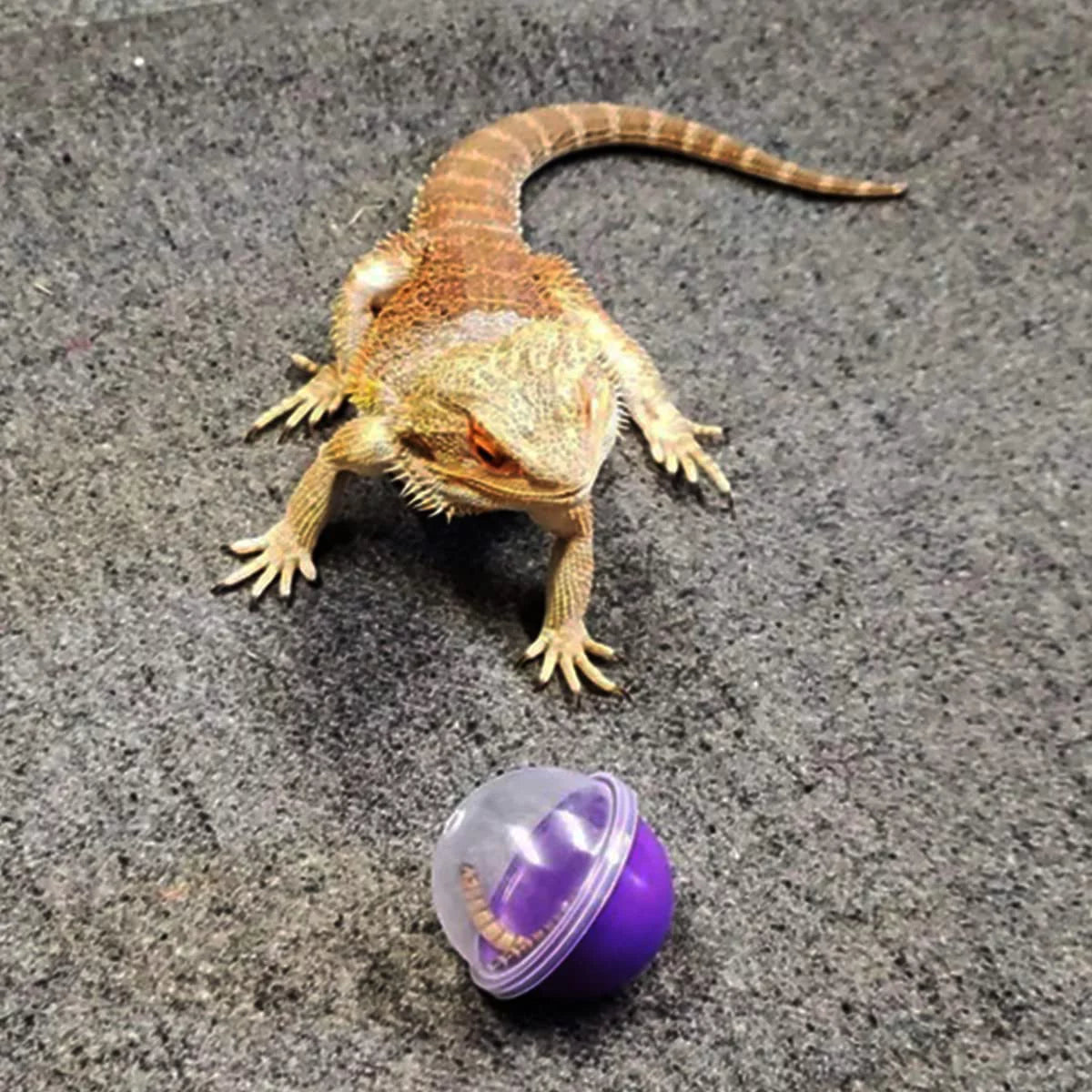 🐉✨ Elevate Playtime with Vehomy's 6Pcs Interactive Feeding Balls for Bearded Dragons & Lizards! Perfect for your scaly friends! 🦎💚 #ReptileToys #BeardedDragonFun