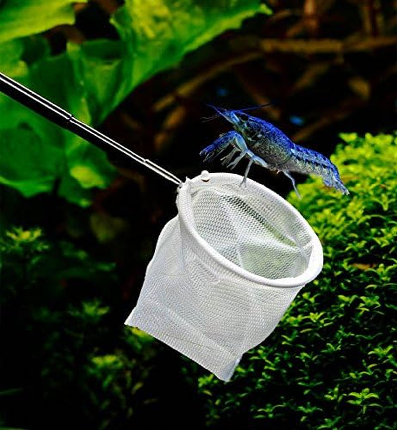 "Catch the Best with Upettools! 🐟✨ Extendable Stainless Steel Skimming Net for Your Aquarium, Pond, or Creek! Perfect for Fish & Shrimp Lovers! 🦐🌊"